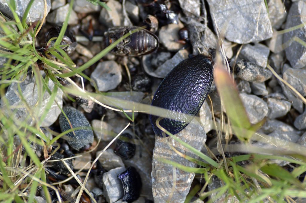 Elitre di Carabus intricatus? Pi probabile di Carabus caelatus